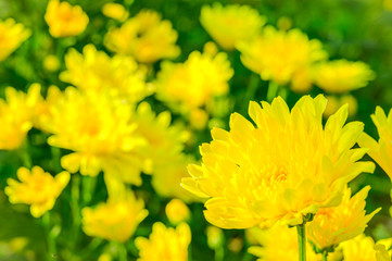 Selective focus of beautiful yellow flower with soft blurred bokeh background.