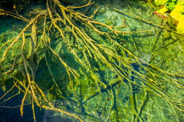 Fototapeta na wymiar Roots in the water - Plitvice Lakes National Park, Croatia