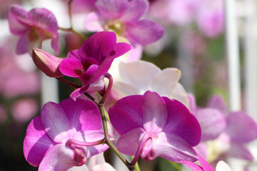 Fototapeta premium Purple moth orchid flower on the tree. Phalaenopsis is one of the most popular orchids in the trade.