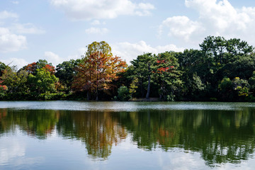 秋の服部緑地・山ヶ池の風景