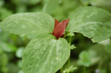 Trillium