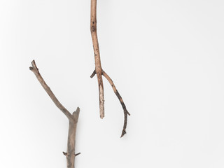 Obraz premium Dry tree branches on a white background. Flat lay, top view minimalistic natural composition