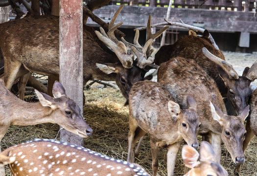 Brow-antlered deer