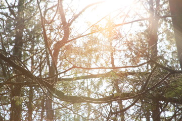 Sun through Trees