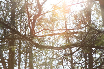 Sun through Trees