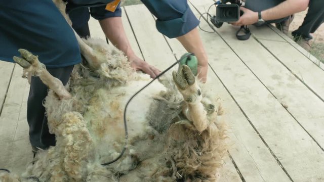 Men shearer shearing sheep at agricultural show in competition. The process by which wool fleece of a sheep is cut off. Electric professional sheep manual hair clipper sheep cutting shearing machine.