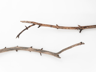 Dry tree branches on a white background. Flat lay, top view minimalistic natural composition