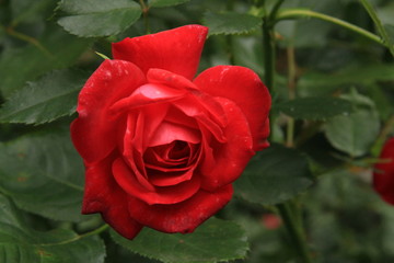 Blossoming Rose