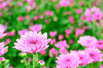 Selective focus of beautiful pink flower with soft blurred bokeh background.