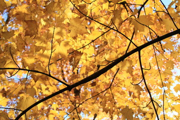 Golden Leaves in Autum - Tree in Fall 