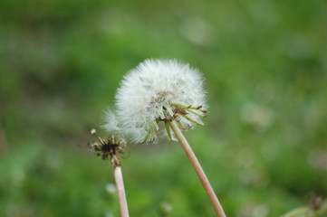 Dandelion