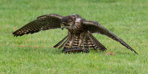 Close-up of a falcon, County Galway, Ireland