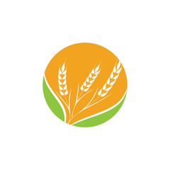 Agriculture Wheat logo template vector icon design