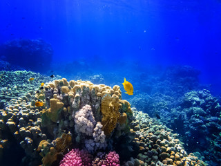Fototapeta na wymiar colorful corals and exotic fishes at the bottom of the Red sea. beautiful natural summer background