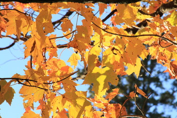Fototapeta na wymiar Close Up Orange Leaves in Autum - Tree in Fall 