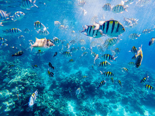colorful corals and exotic  sergeant fishes at the bottom of the red sea. beautiful natural summer background