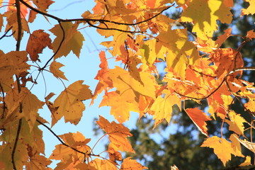 Close Up Orange Leaves in Autum - Tree in Fall 
