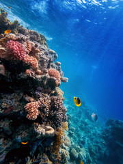 colorful corals and exotic fishes at the bottom of the Red sea. beautiful natural summer background