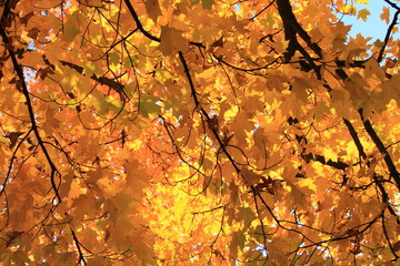 Orange Leaves in Autum - Tree in Fall 