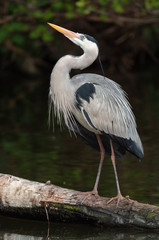 Graureiher mit Prachtfedern sitzt auf Baumstumpf am See 
