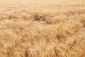 Dog Walking In Field Of Barley