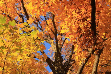 Orange Leaves in Autum - Tree in Fall 