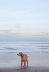 Mixed Breed Dog On Beach