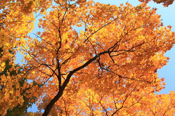 Orange Leaves in Autum - Tree in Fall 