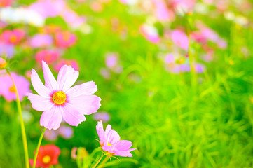 Selective focus of beautiful pink flower with soft blurred bokeh background.