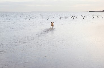 Dog Chasing Birds At The Ocean Beach