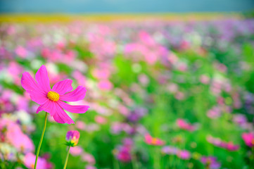 Selective focus of beautiful pink flower with soft blurred bokeh background.