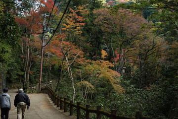 明治の森箕面国定公園・紅葉する滝道の風景