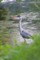 Graureiher beim Fischen im Teich
