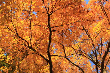 Orange Leaves in Autum - Tree in Fall 