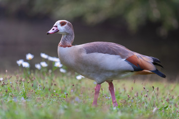 Junge Nilgans auf Wiese am See