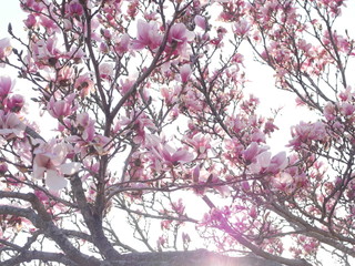 Blooming Cherry Blossoms
