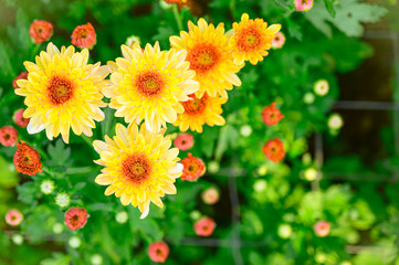 Selective focus of beautiful orange or yellow flower with soft blurred bokeh background.