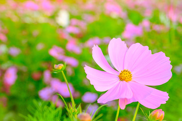 Selective focus of beautiful pink flower with soft blurred bokeh background.