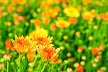Selective focus of beautiful orange or yellow flower with soft blurred bokeh background.