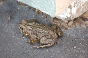 Toad
