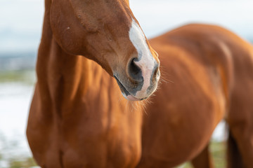 Pferdeschnauze mit Nüstern Detail