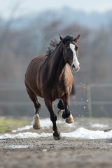 Pferd gallopiert frontal über Pfad