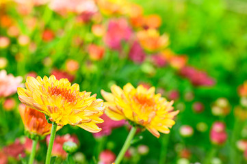 Selective focus of beautiful orange or yellow flower with soft blurred bokeh background.