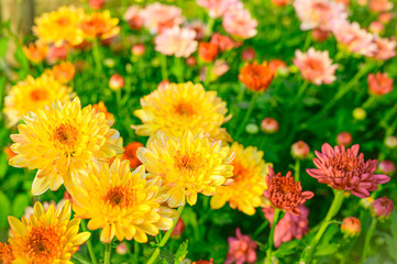 Selective focus of beautiful orange or yellow flower with soft blurred bokeh background.