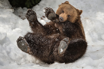 Junger Braunbär wälzt sich im Schnee und beisst spielerisch in Vorderarm