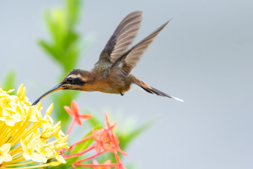 A Little Hermit hummingbird feding on the flowers of the Ixora bush in a tropical garden.