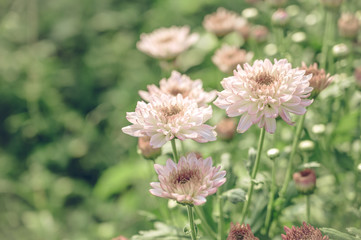 Vintage style of  Selective focus of beautiful pink or red flower with soft blurred bokeh background.