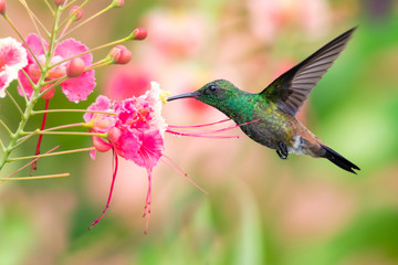 A Copper-rumped hummingbird feeding on the Pride of Barbados flowers in a tropical garden.