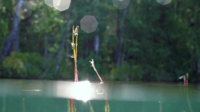 Underwater split-shot of water lobelia aquatic plant with withered flowers