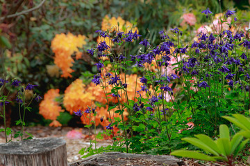 purple delphinium against orange rhododendron in outdoor garden